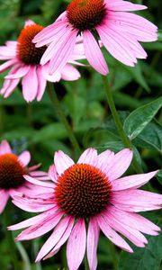 Preview wallpaper echinacea, flowers, flowerbed, green, close-up