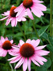 Preview wallpaper echinacea, flowers, flowerbed, green, close-up