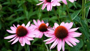 Preview wallpaper echinacea, flowers, flowerbed, green, close-up