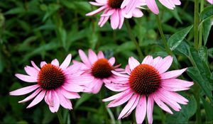 Preview wallpaper echinacea, flowers, flowerbed, green, close-up