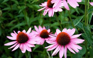Preview wallpaper echinacea, flowers, flowerbed, green, close-up
