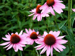 Preview wallpaper echinacea, flowers, flowerbed, green, close-up