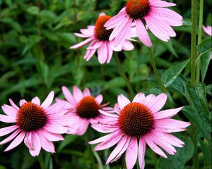 Preview wallpaper echinacea, flowers, flowerbed, green, close-up