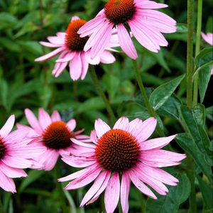 Preview wallpaper echinacea, flowers, flowerbed, green, close-up