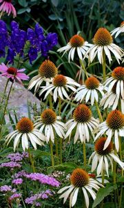 Preview wallpaper echinacea, flowers, herbs, stone, summer