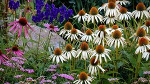 Preview wallpaper echinacea, flowers, herbs, stone, summer