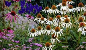 Preview wallpaper echinacea, flowers, herbs, stone, summer