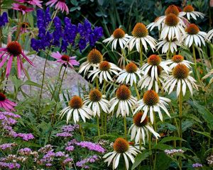 Preview wallpaper echinacea, flowers, herbs, stone, summer