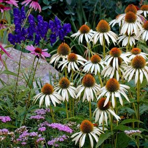 Preview wallpaper echinacea, flowers, herbs, stone, summer