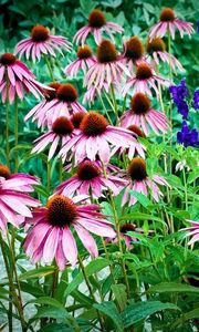 Preview wallpaper echinacea, flowers, herbs, drop, freshness