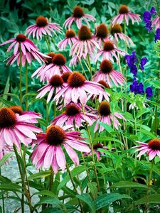 Preview wallpaper echinacea, flowers, herbs, drop, freshness