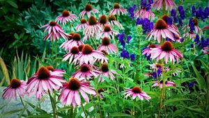 Preview wallpaper echinacea, flowers, herbs, drop, freshness