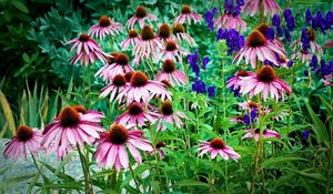 Preview wallpaper echinacea, flowers, herbs, drop, freshness