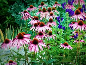 Preview wallpaper echinacea, flowers, herbs, drop, freshness