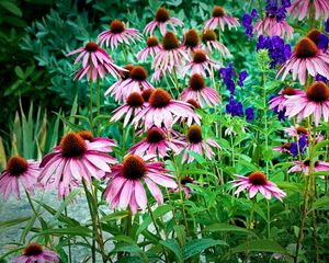 Preview wallpaper echinacea, flowers, herbs, drop, freshness