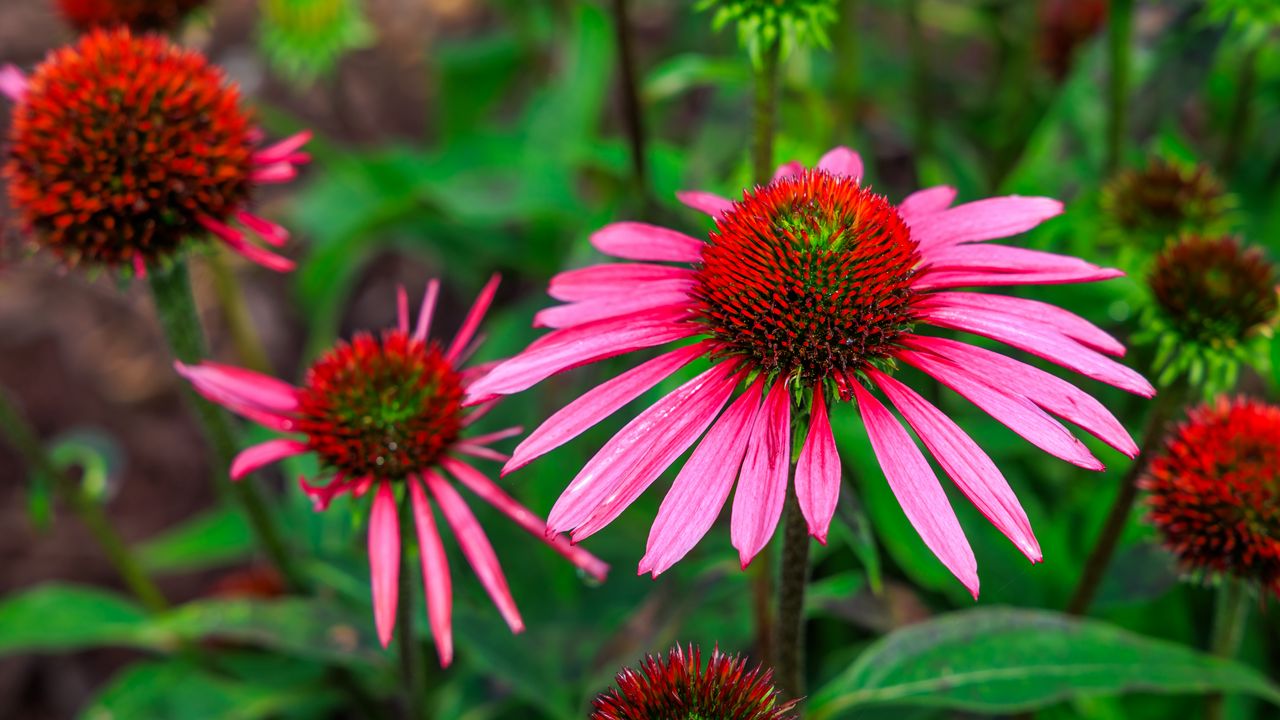 Wallpaper echinacea, flowers, petals, pink, blur