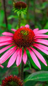 Preview wallpaper echinacea, flowers, petals, pink, blur