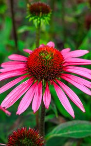 Preview wallpaper echinacea, flowers, petals, pink, blur