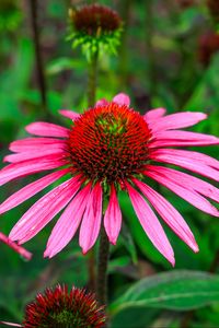 Preview wallpaper echinacea, flowers, petals, pink, blur