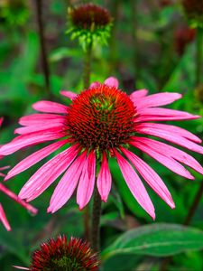 Preview wallpaper echinacea, flowers, petals, pink, blur