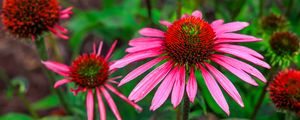 Preview wallpaper echinacea, flowers, petals, pink, blur
