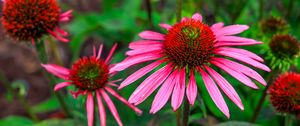 Preview wallpaper echinacea, flowers, petals, pink, blur