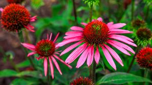 Preview wallpaper echinacea, flowers, petals, pink, blur
