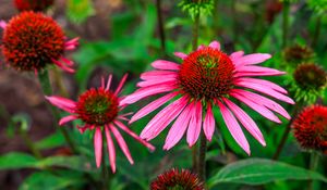 Preview wallpaper echinacea, flowers, petals, pink, blur