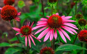 Preview wallpaper echinacea, flowers, petals, pink, blur