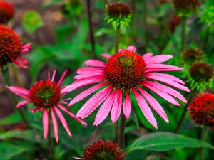 Preview wallpaper echinacea, flowers, petals, pink, blur