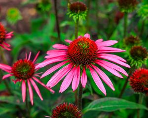 Preview wallpaper echinacea, flowers, petals, pink, blur