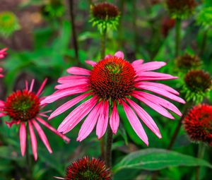 Preview wallpaper echinacea, flowers, petals, pink, blur