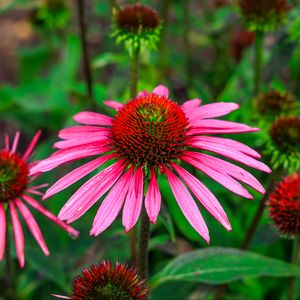 Preview wallpaper echinacea, flowers, petals, pink, blur