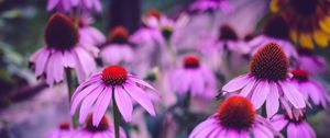 Preview wallpaper echinacea, flowers, petals