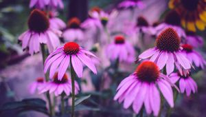 Preview wallpaper echinacea, flowers, petals