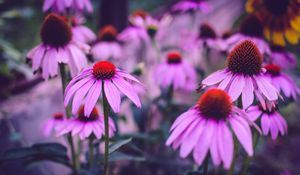 Preview wallpaper echinacea, flowers, petals