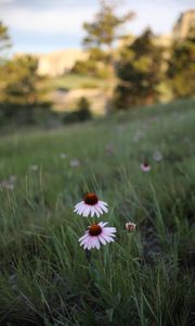 Preview wallpaper echinacea, flowers, petals, grass