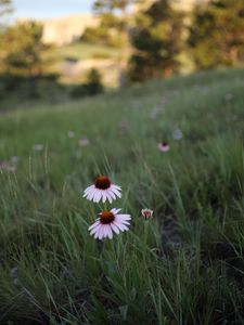 Preview wallpaper echinacea, flowers, petals, grass