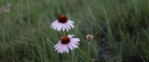 Preview wallpaper echinacea, flowers, petals, grass