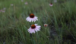 Preview wallpaper echinacea, flowers, petals, grass