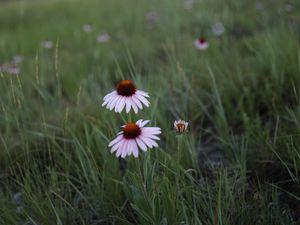 Preview wallpaper echinacea, flowers, petals, grass