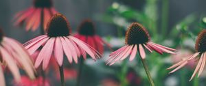 Preview wallpaper echinacea, flowers, petals, blur