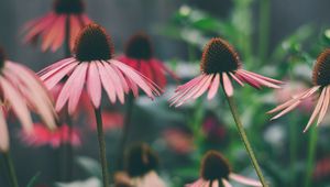 Preview wallpaper echinacea, flowers, petals, blur