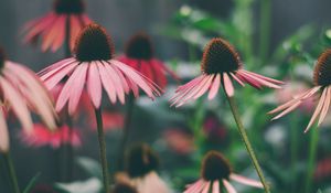 Preview wallpaper echinacea, flowers, petals, blur