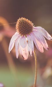 Preview wallpaper echinacea, flowers, petals, blur, macro