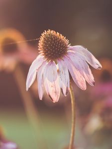 Preview wallpaper echinacea, flowers, petals, blur, macro