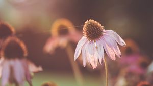 Preview wallpaper echinacea, flowers, petals, blur, macro