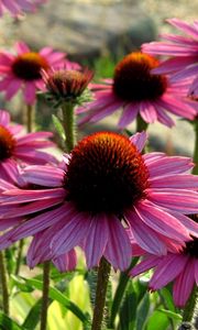 Preview wallpaper echinacea, flowers, petals, herbs, sun