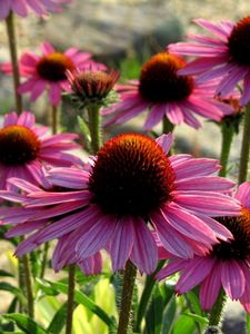 Preview wallpaper echinacea, flowers, petals, herbs, sun