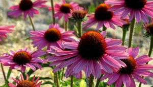 Preview wallpaper echinacea, flowers, petals, herbs, sun